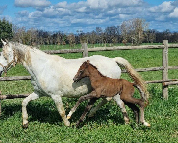 broodmare Origami LE Courtal MT (German Riding Pony, 2024, from FS Next Diamond)