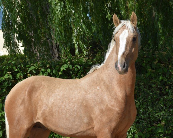 stallion Limoncello Gold MT (German Riding Pony, 2021, from D-Gold AT NRW)