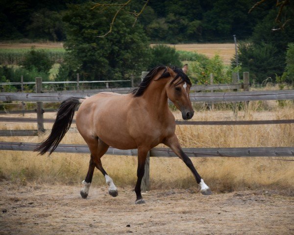 broodmare Kastanienhof Dipsy Delight (German Riding Pony, 2017, from Dating AT NRW)