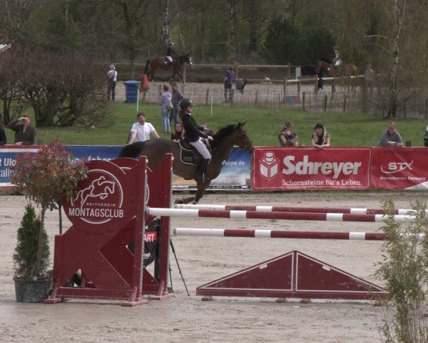 Reitturnier Westergellersen 2024