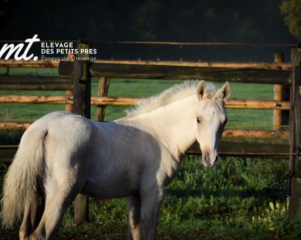 horse Mont Blanc Delight MT (German Riding Pony, 2022, from D-Gold AT NRW)