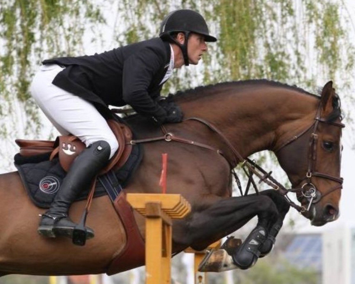 Deckhengst Etoile M (Belgisches Warmblut, 2004, von Toulon)