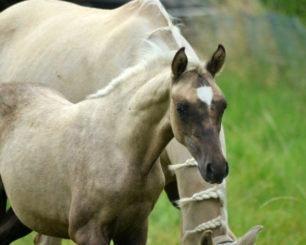 Pferd Lady Cosmo Endhil MT (Deutsches Reitpony, 2021, von Cosmo Callidus NRW) Pferd Lady Cosmo Endhil MT (Deutsches Reitpony, 2021, von Cosmo Callidus NRW)