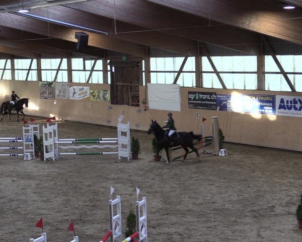 Reitturnier Fehraltorf 2024