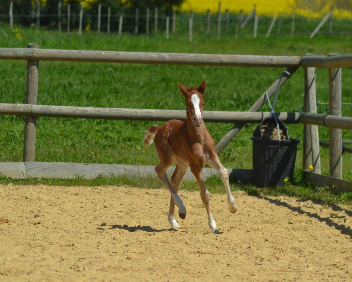 Zuchtstute Nutsy Minx Endhil MT (Deutsches Reitpony, 2023, von Fs Numero Uno)