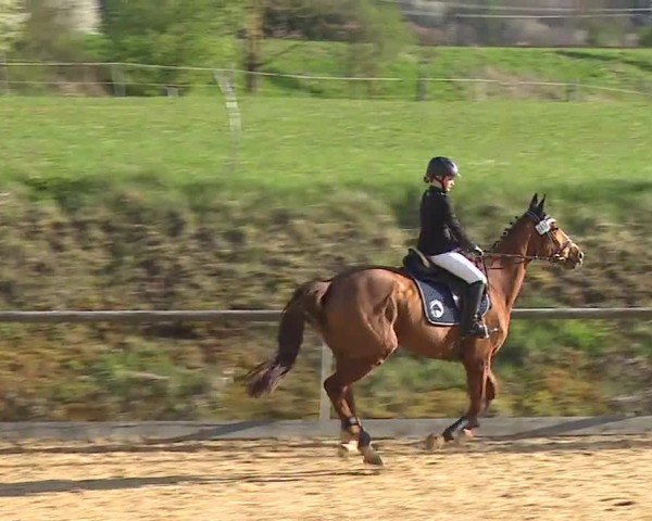 Reitturnier Altentrüdingen/Mfr. 2024