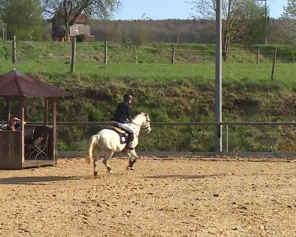 Reitturnier Altentrüdingen/Mfr. 2024