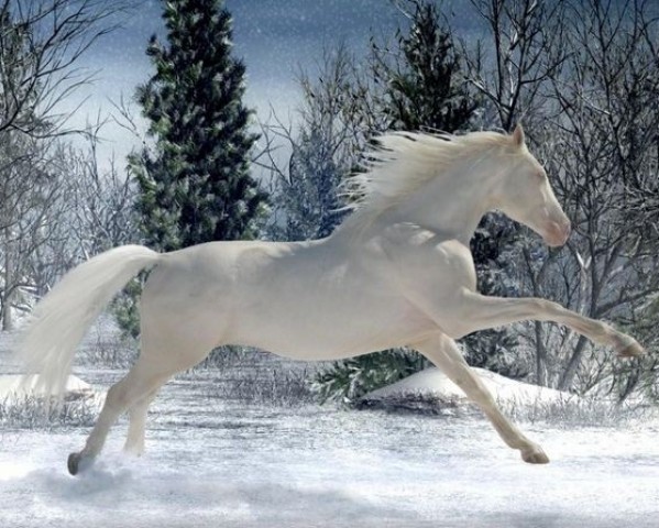 broodmare Scarlet (Czech Warmblood, 2006, from Mineral)
