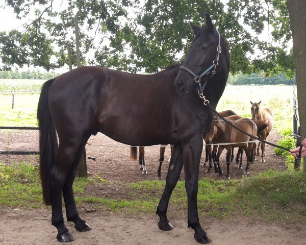 Pferd Dios Mio (Hannoveraner, 2014, von Diacontinus)