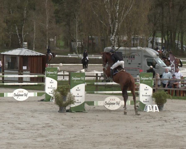 Reitturnier Westergellersen 2024