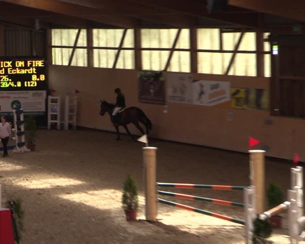 Reitturnier Fehraltorf 2024
