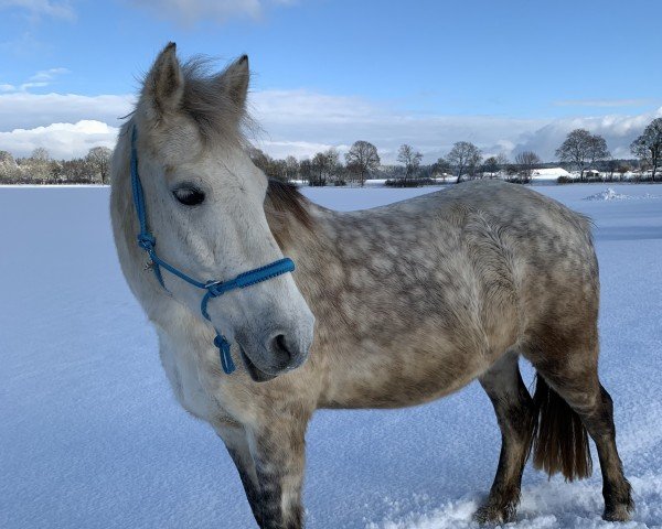 horse Fairview Daisy Deluxe (Connemara Pony, 2014)
