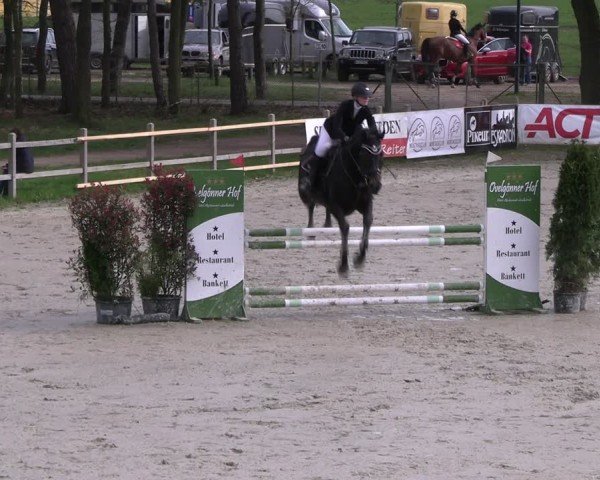 Reitturnier Westergellersen 2024