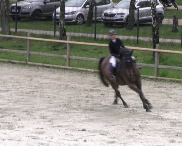 Reitturnier Westergellersen 2024