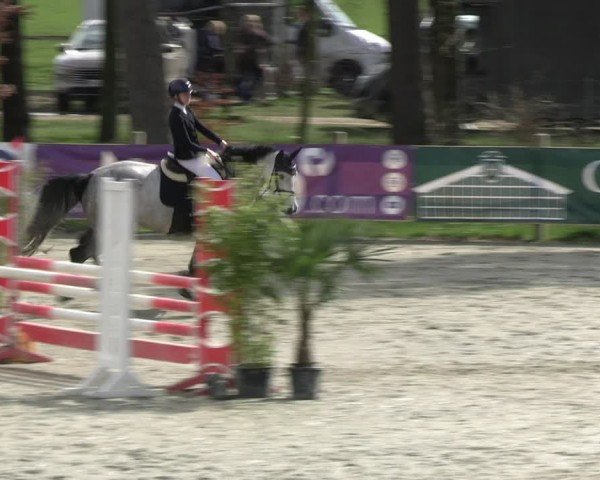 Reitturnier Westergellersen 2024