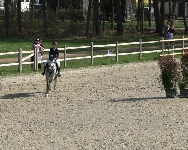 Reitturnier Westergellersen 2024