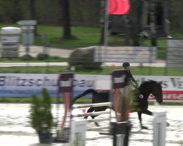 Reitturnier Westergellersen 2024