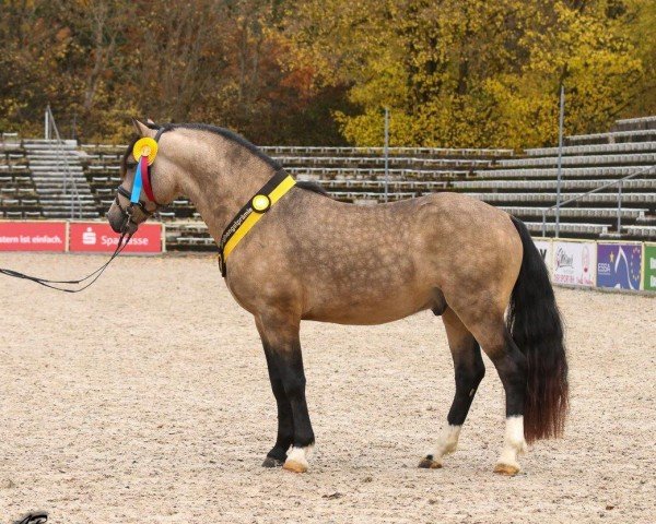 Deckhengst Grafental Pan (Welsh-Cob (Sek. D), 2020, von Epona Pimur)