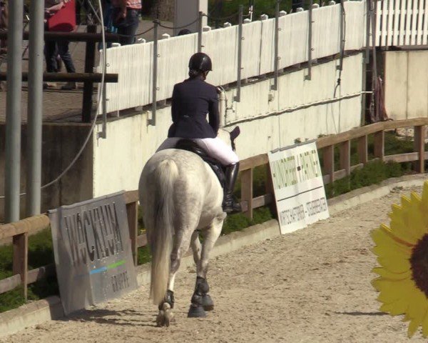 Reitturnier Balve-Wocklum 2024