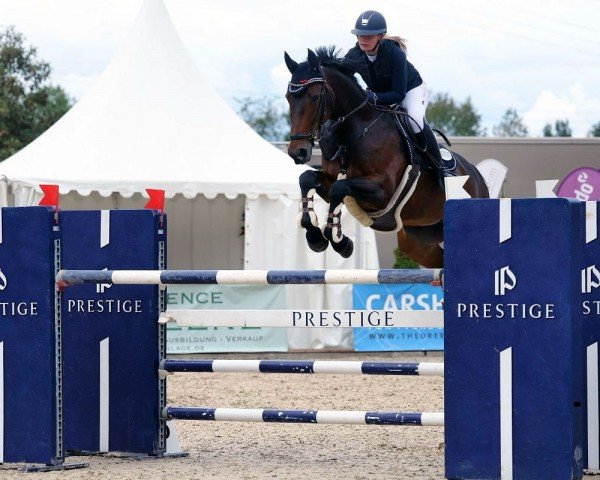 jumper Fortaleza 7 (KWPN (Royal Dutch Sporthorse), 2010, from Canoso)