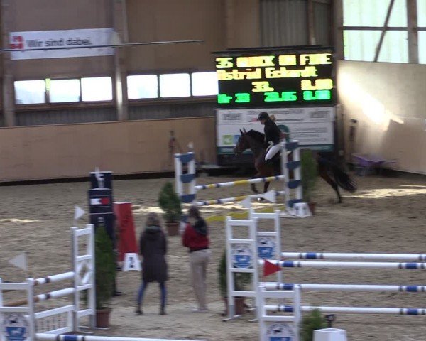 Reitturnier Fehraltorf 2024