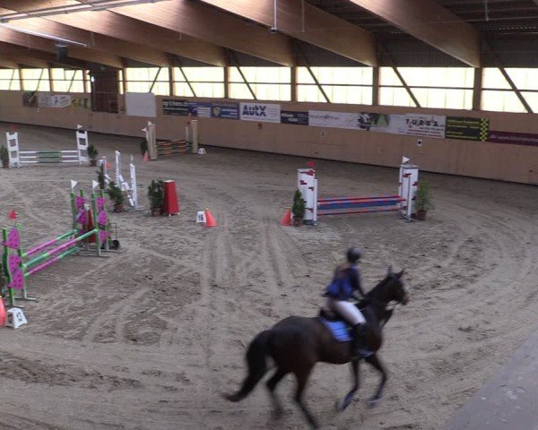 Reitturnier Fehraltorf 2024