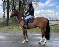 jumper Bavario VEC (Hanoverian, 2019, from Balou du Rouet)
