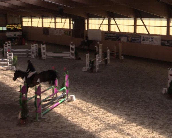 Reitturnier Fehraltorf 2024