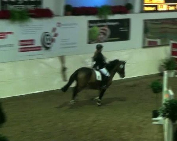 Legdener Ponymeeting 2011