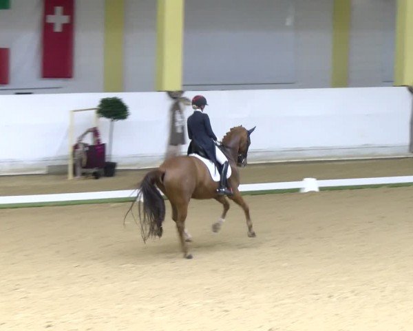 FEI Dressurturnier Stadl Paura 2024