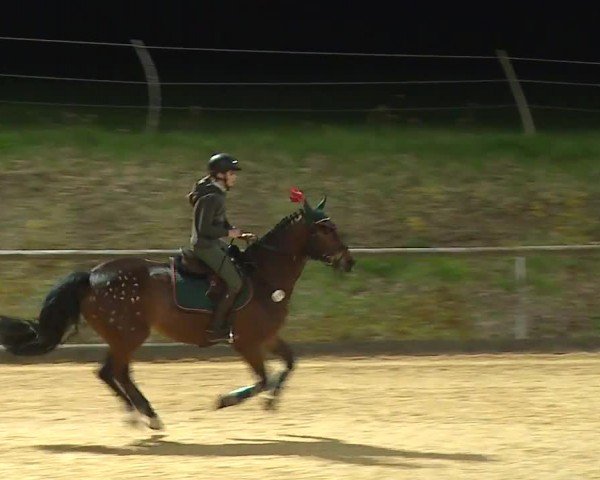 Reitturnier Altentrüdingen/Mfr. 2024