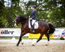 dressage horse Levin 36 (Sachs-door. Heavy Warmbl., 2014, from Lexter *)