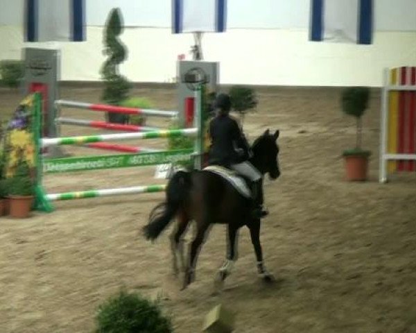 Legdener Ponymeeting 2011