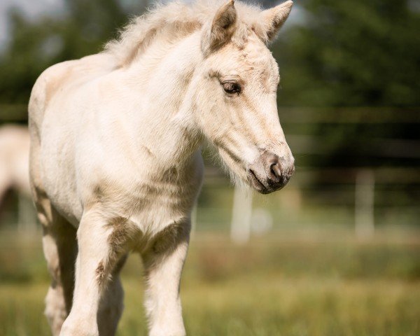 Pferd Westensees Lille Hvite (Fjordpferd, 2023, von Feedts Lindemann)