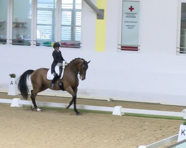 FEI Dressurturnier Stadl Paura 2024
