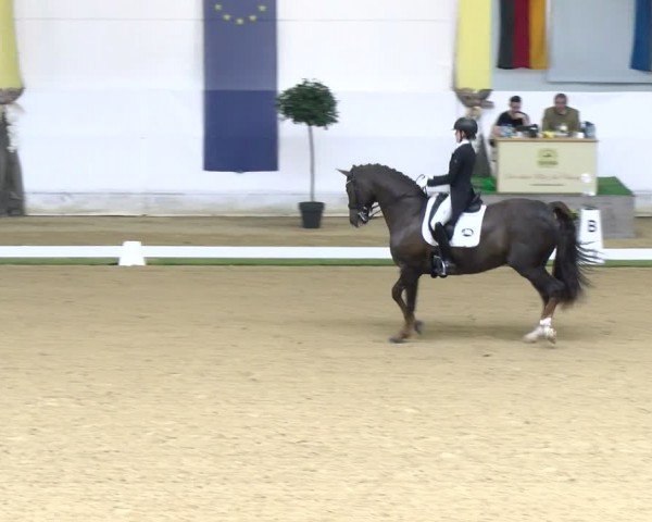 FEI Dressurturnier Stadl Paura 2024