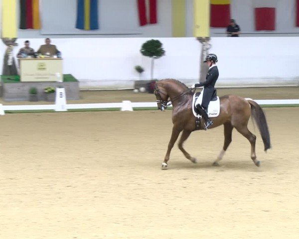 FEI Dressurturnier Stadl Paura 2024