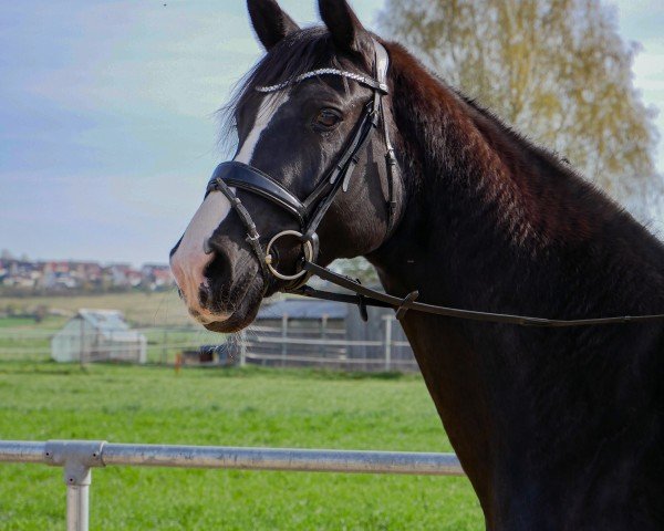 Dressurpferd Flame of Fame (Hannoveraner, 2015, von Fürst Belissaro)