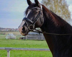 dressage horse Flame of Fame (Hanoverian, 2015, from Fürst Belissaro)