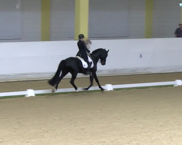 FEI Dressurturnier Stadl Paura 2024