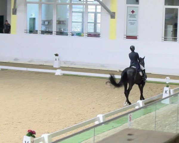 FEI Dressurturnier Stadl Paura 2024