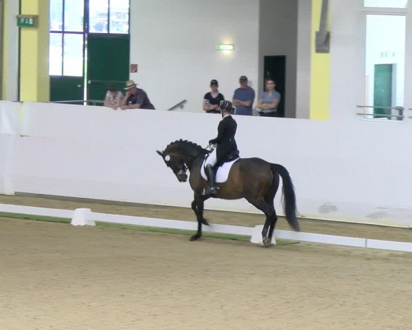 FEI Dressurturnier Stadl Paura 2024