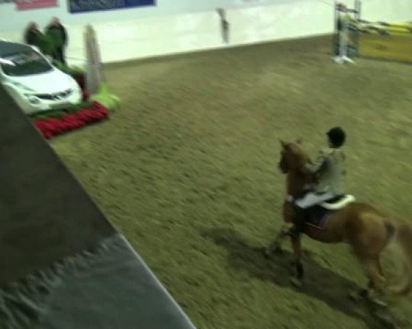 Legdener Ponymeeting 2011