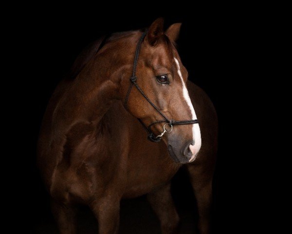 dressage horse Quincy 234 (Hanoverian, 2012, from Quaterhall)