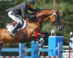 stallion Looping D'Elle (Selle Français, 1999, from Carthago)