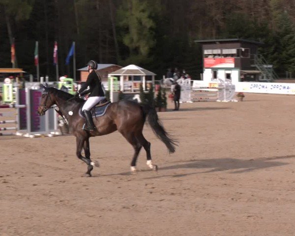 Reitturnier Ranshofen - Braunau am Inn 2024