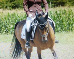 dressage horse Kyan Bk (unknown, 2014)