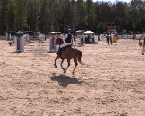 Reitturnier Ranshofen - Braunau am Inn 2024