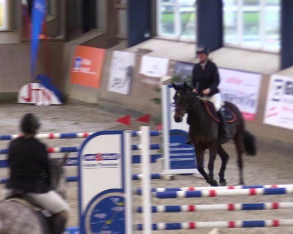 Reitturnier Niebüll - Jumping Team Nord 2024