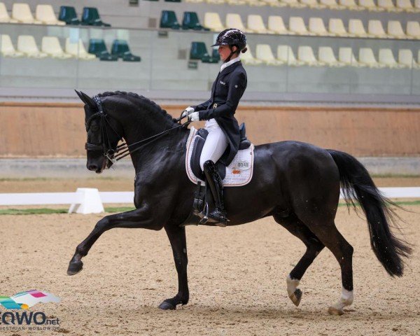 dressage horse Gut Wettlkam's Zonik Hit OLD (Oldenburg, 2013, from Zonik)
